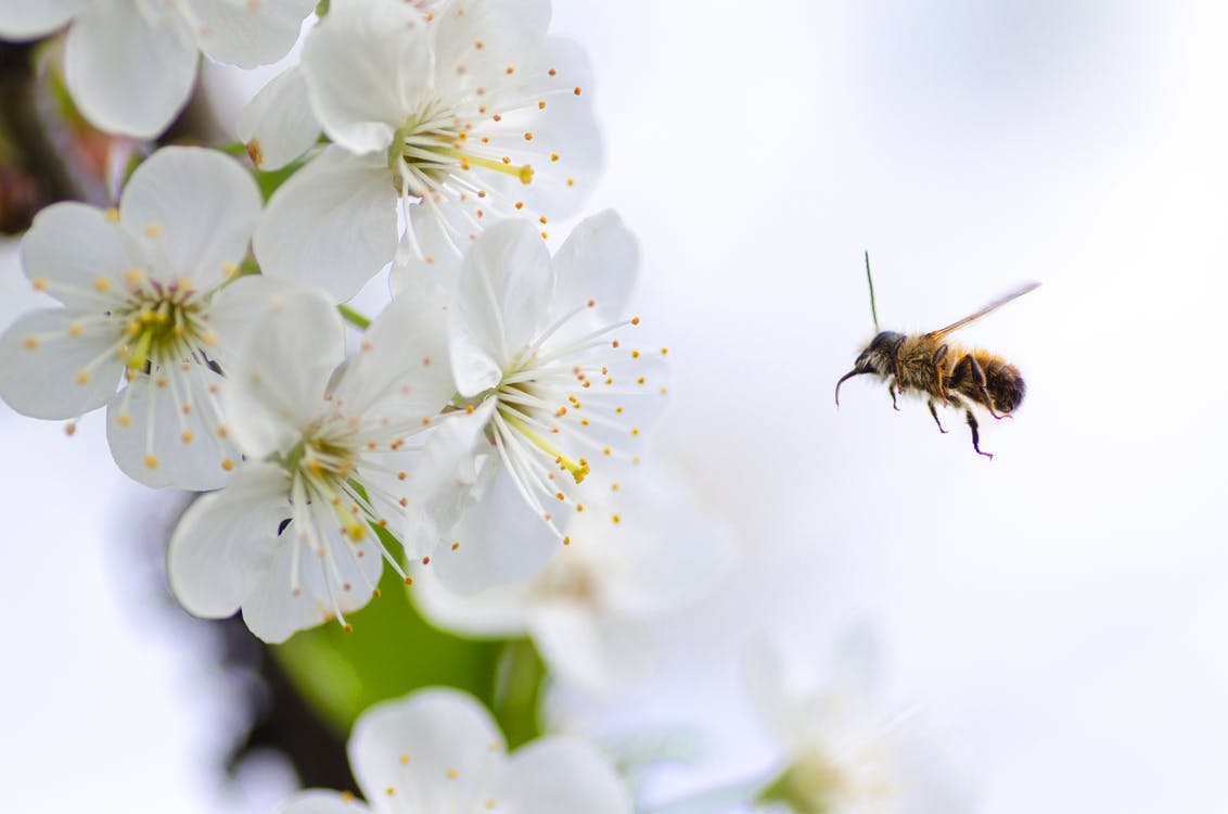 Bodøsalven mot insekter
